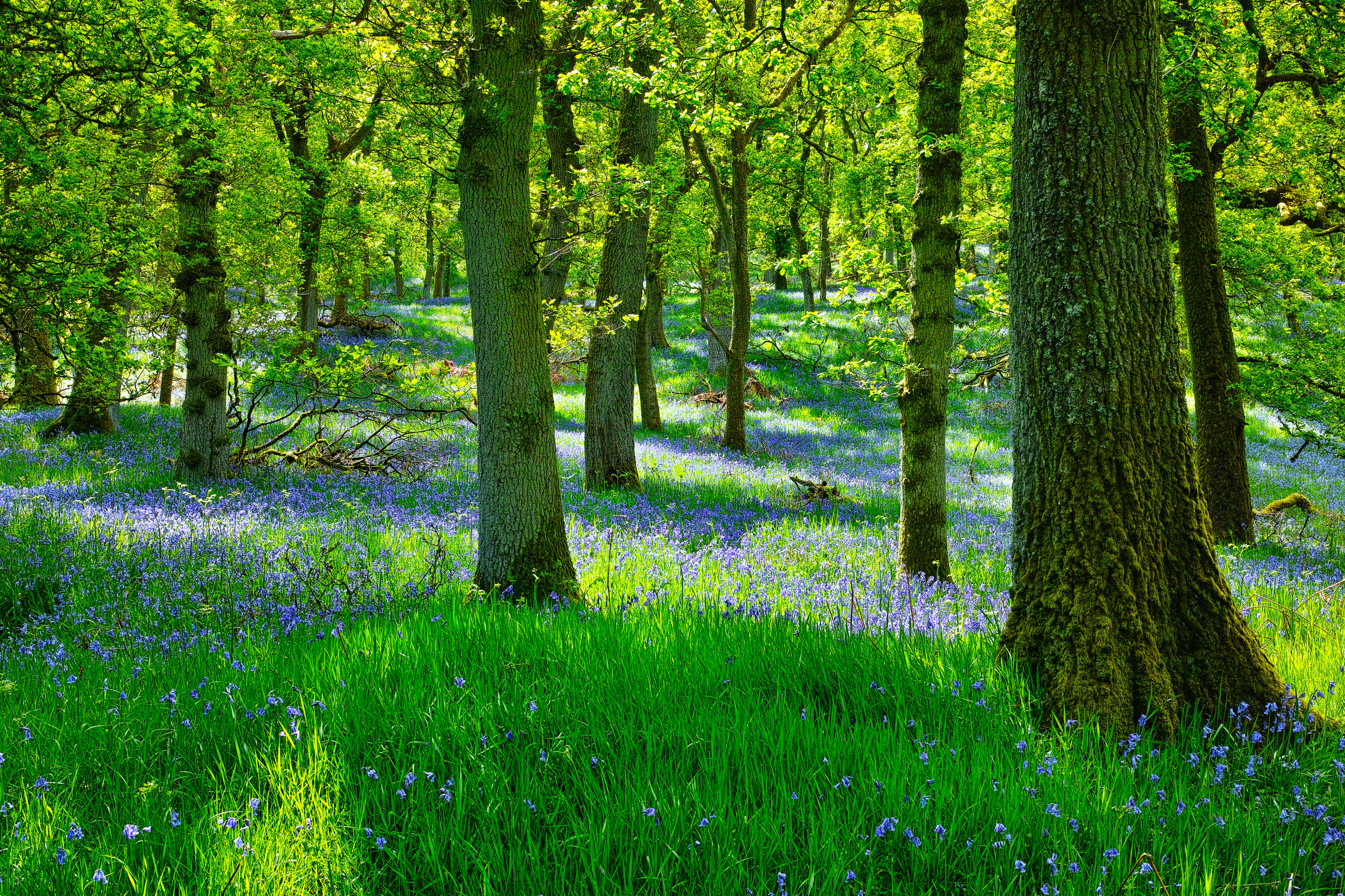 A photograph of a bluebell wood in full bloom.